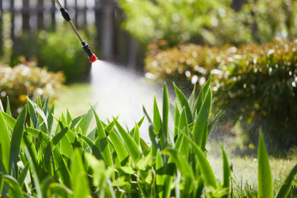 24/7 Emergency Termite Control experts in San Mateo, CA